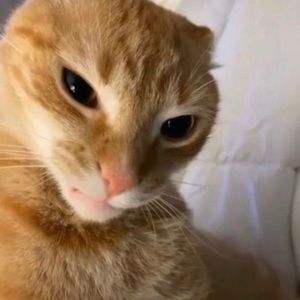 Meet your Posher, Samuel